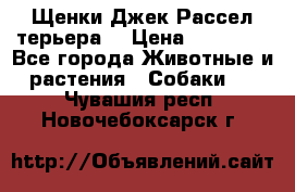 Щенки Джек Рассел терьера  › Цена ­ 15 000 - Все города Животные и растения » Собаки   . Чувашия респ.,Новочебоксарск г.